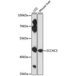 ZCCHC3 Rabbit pAb