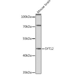 SYT12 Rabbit pAb
