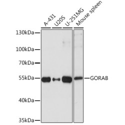 GORAB Rabbit pAb