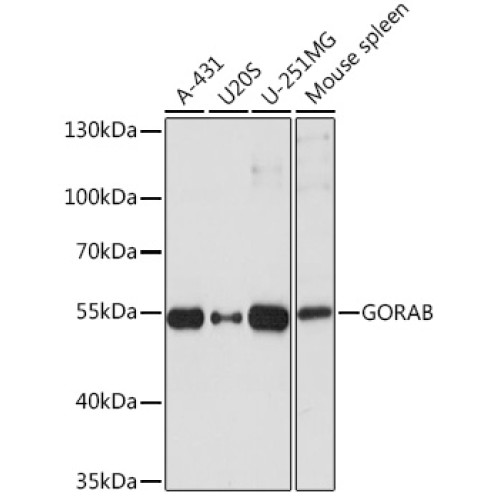 GORAB Rabbit pAb