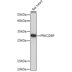 PRKCDBP Rabbit pAb