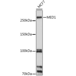 MED1 Rabbit pAb