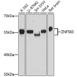 ZNF563 Rabbit pAb