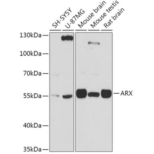 ARX Rabbit pAb