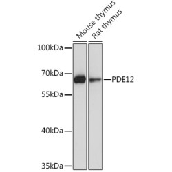 PDE12 Rabbit pAb