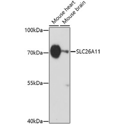 SLC26A11 Rabbit pAb