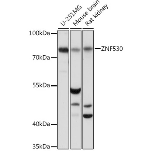 ZNF530 Rabbit pAb