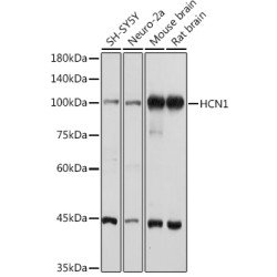 HCN1 Rabbit pAb