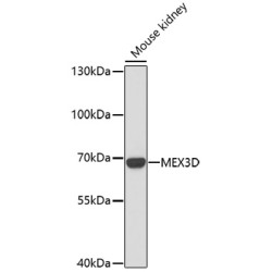 MEX3D Rabbit pAb