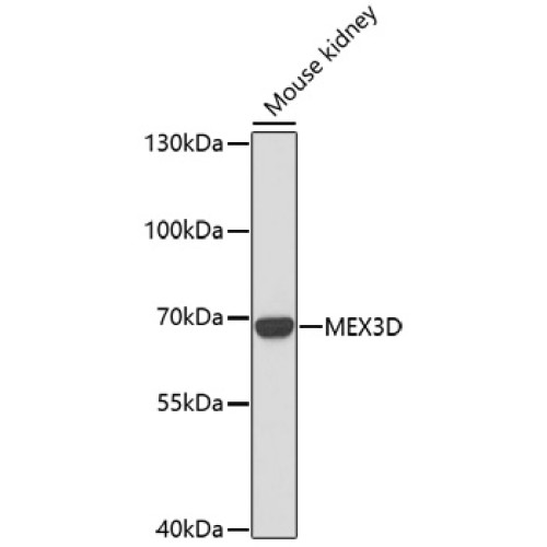 MEX3D Rabbit pAb