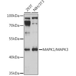 MAPK1/MAPK3 Rabbit pAb