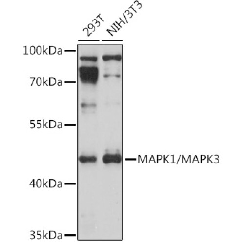 MAPK1/MAPK3 Rabbit pAb