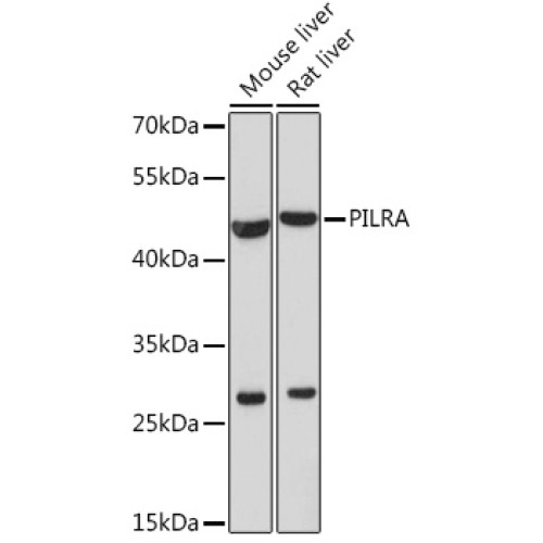 PILRA Rabbit pAb