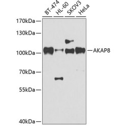 AKAP8 Rabbit pAb