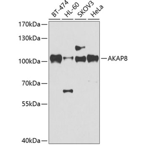 AKAP8 Rabbit pAb