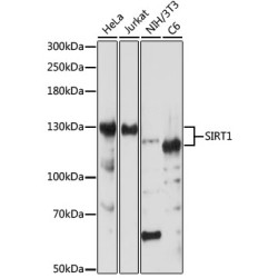 [KO Validated] SIRT1 Rabbit pAb