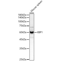 XBP1 Rabbit pAb