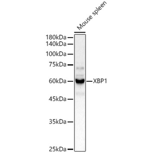 XBP1 Rabbit pAb