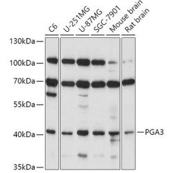 PGA3 Rabbit pAb