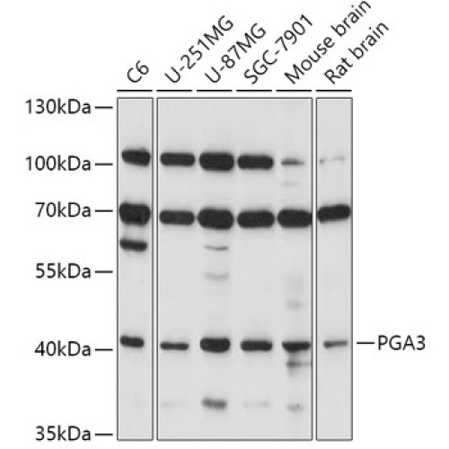 PGA3 Rabbit pAb