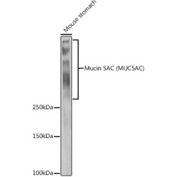 Mucin 5AC Rabbit pAb