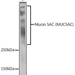 Mucin 5AC Rabbit pAb