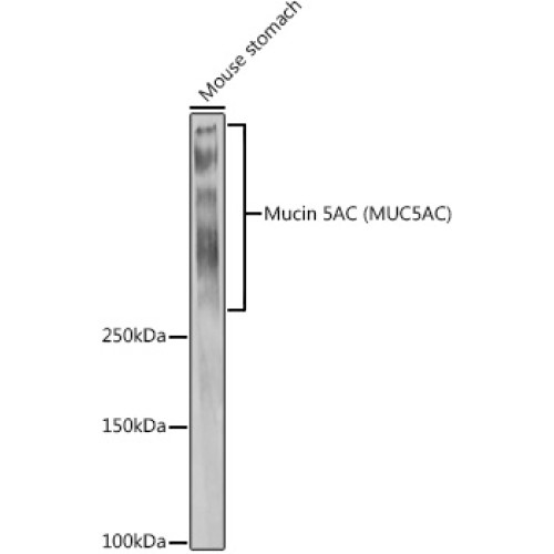 Mucin 5AC Rabbit pAb