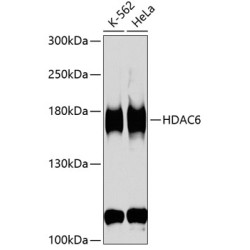 HDAC6 Rabbit pAb