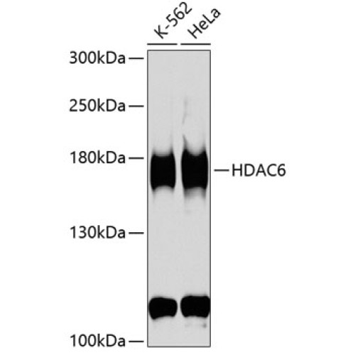 HDAC6 Rabbit pAb
