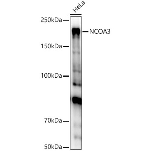 NCOA3 Rabbit pAb