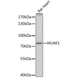 NUAK1 Rabbit pAb