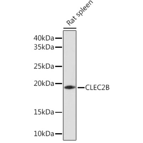 CLEC2B Rabbit pAb