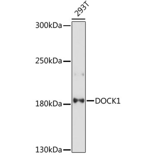 DOCK1 Rabbit pAb