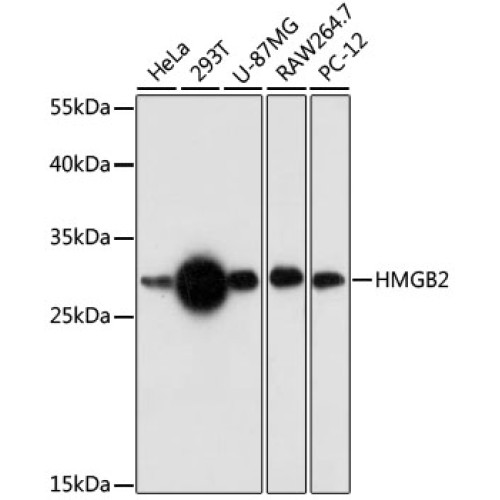 HMGB2 Rabbit pAb