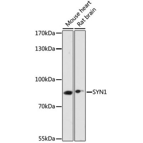 SYN1 Rabbit pAb