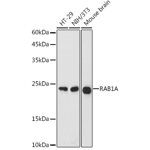 RAB1A Rabbit pAb