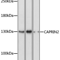 CAPRIN2 Rabbit pAb
