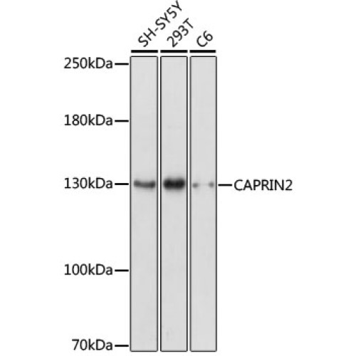 CAPRIN2 Rabbit pAb