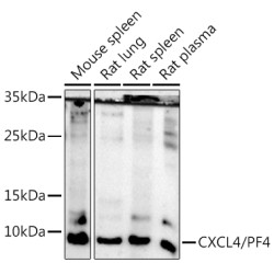 CXCL4/PF4 Rabbit pAb