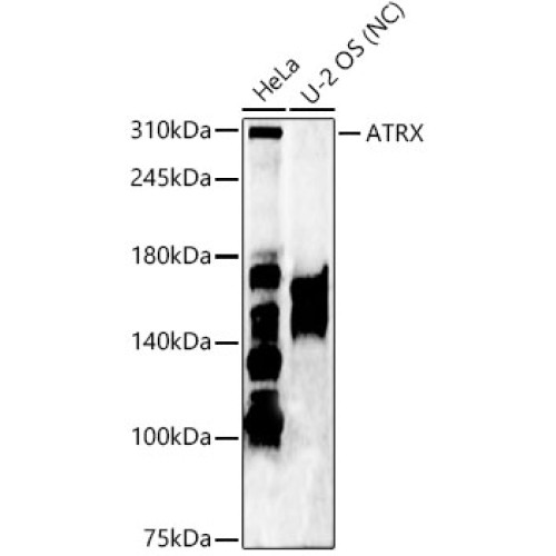 ATRX Rabbit pAb