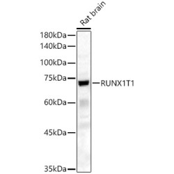 RUNX1T1 Rabbit pAb