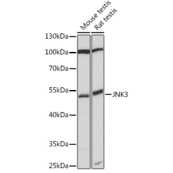 JNK3 Rabbit pAb