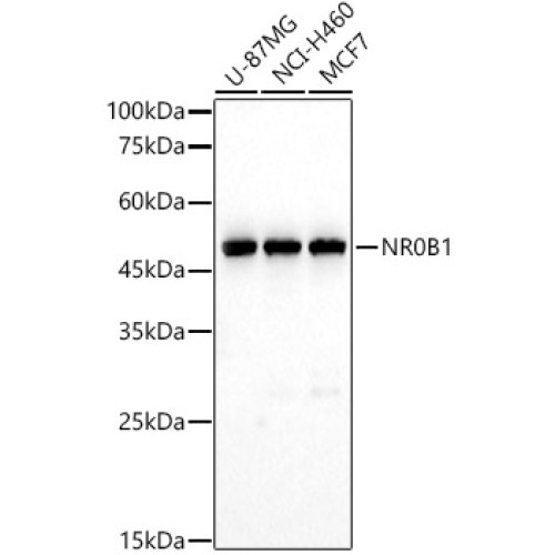NR0B1 Rabbit pAb