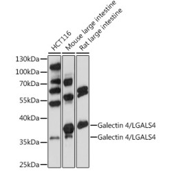 Galectin 4/LGALS4 Rabbit pAb