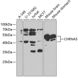 CHRNA5 Rabbit pAb