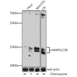 LC3B Mouse mAb