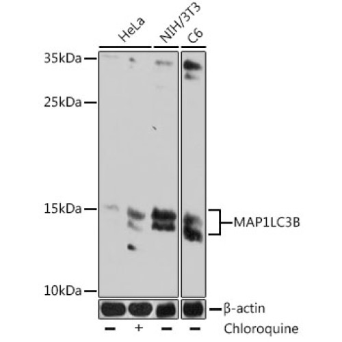 LC3B Mouse mAb