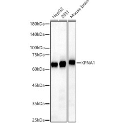 KPNA1 Rabbit pAb