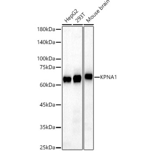 KPNA1 Rabbit pAb