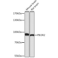 PI3 Kinase p85 beta Rabbit pAb